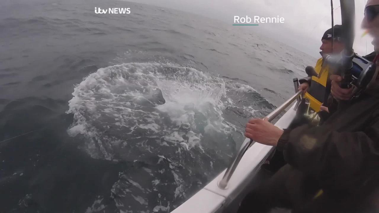 Huge porbeagle shark caught off the Welsh coast - Wales Online