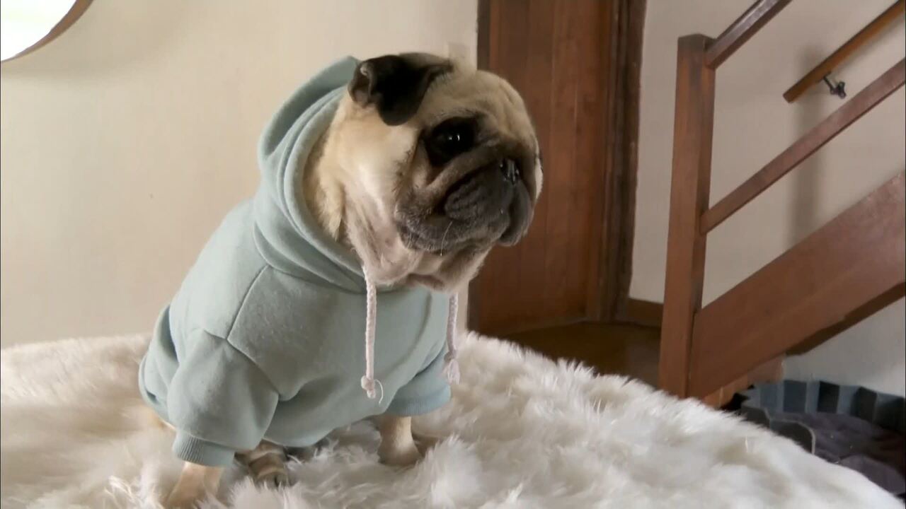 Pug dressing best sale gown sainsburys