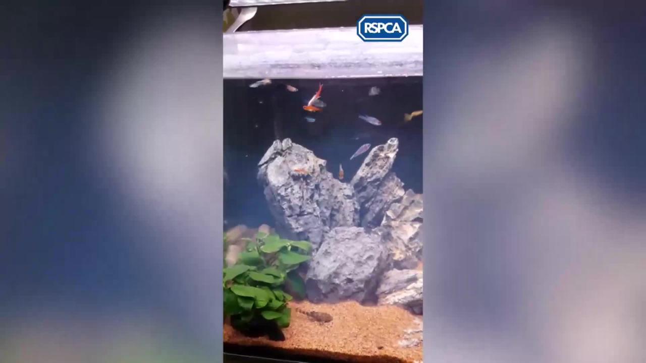 Rspca betta fish sale