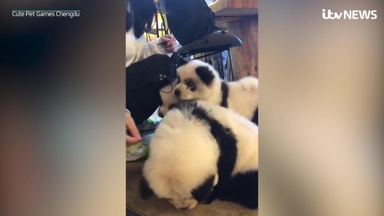 dog that looks like a panda
