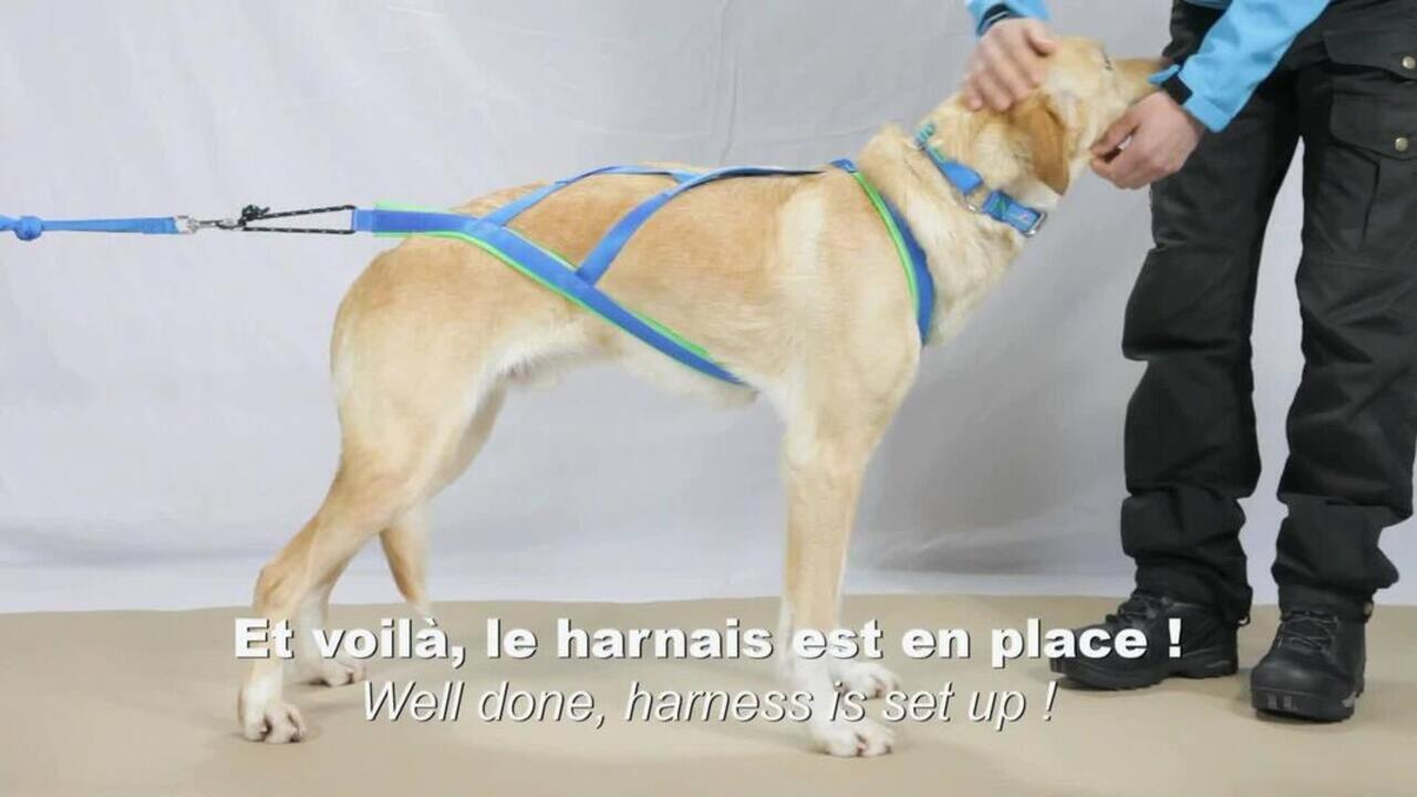 Inlandsis Polar Quest Canicross/Canivtt Dog Harness Blue/Black