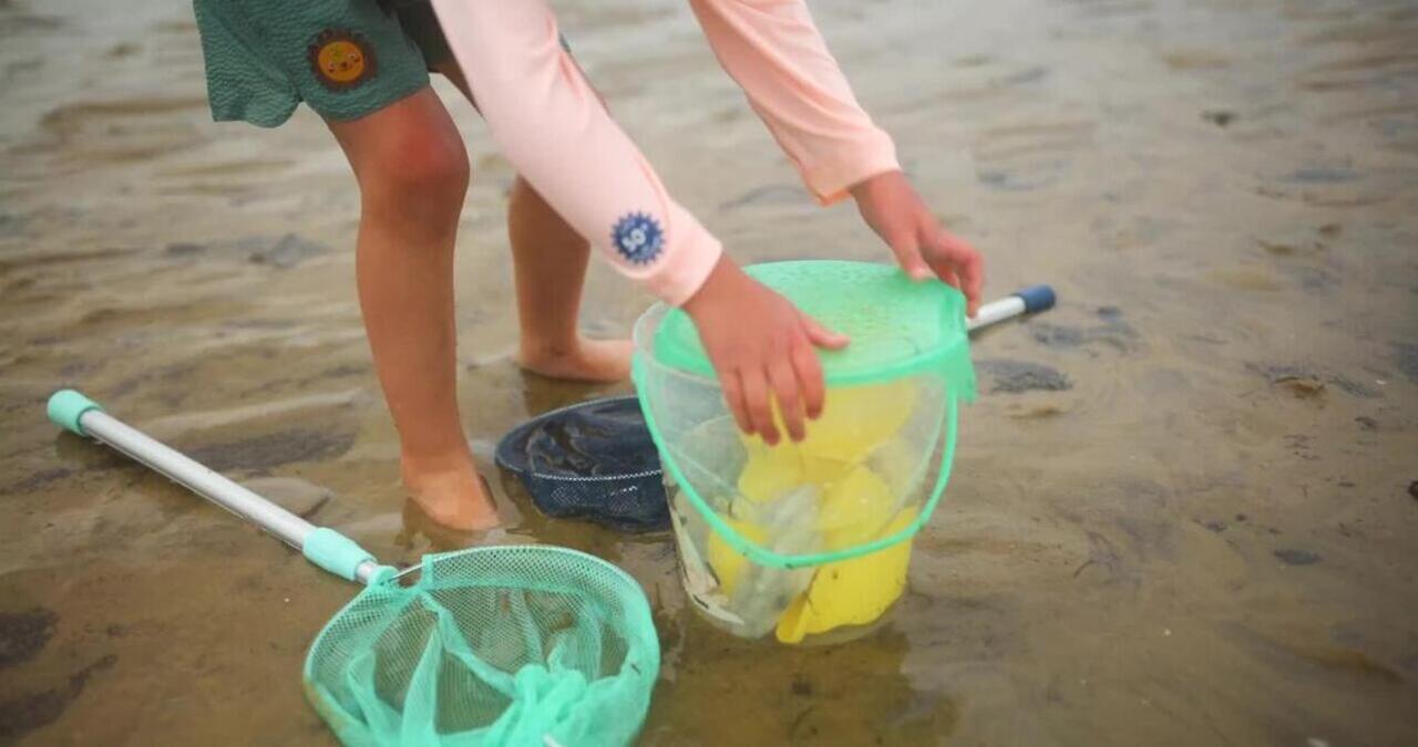 Landing net - Salmon - Discover the underwater world - Video 2