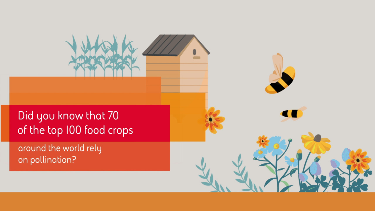 ConingsBEE animation (Master)