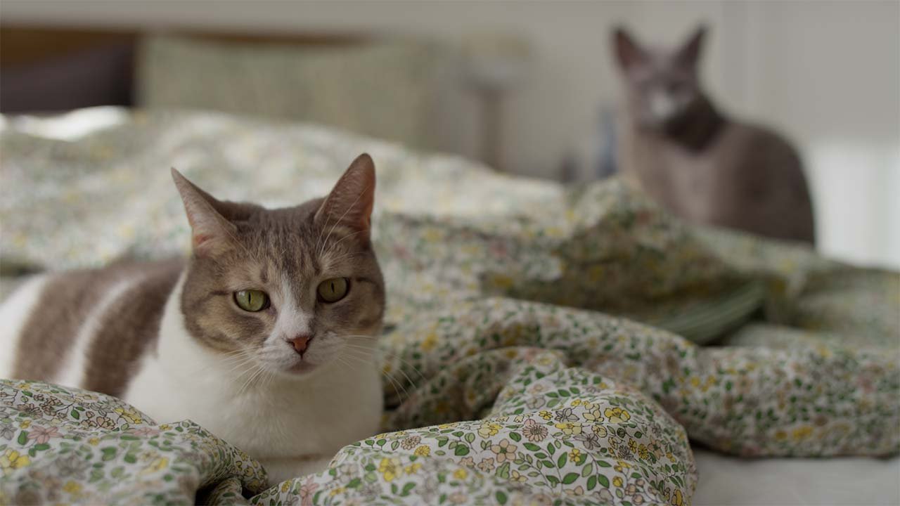 How to Introduce Older Cat to Kitten: Seamless Tips - My Blog