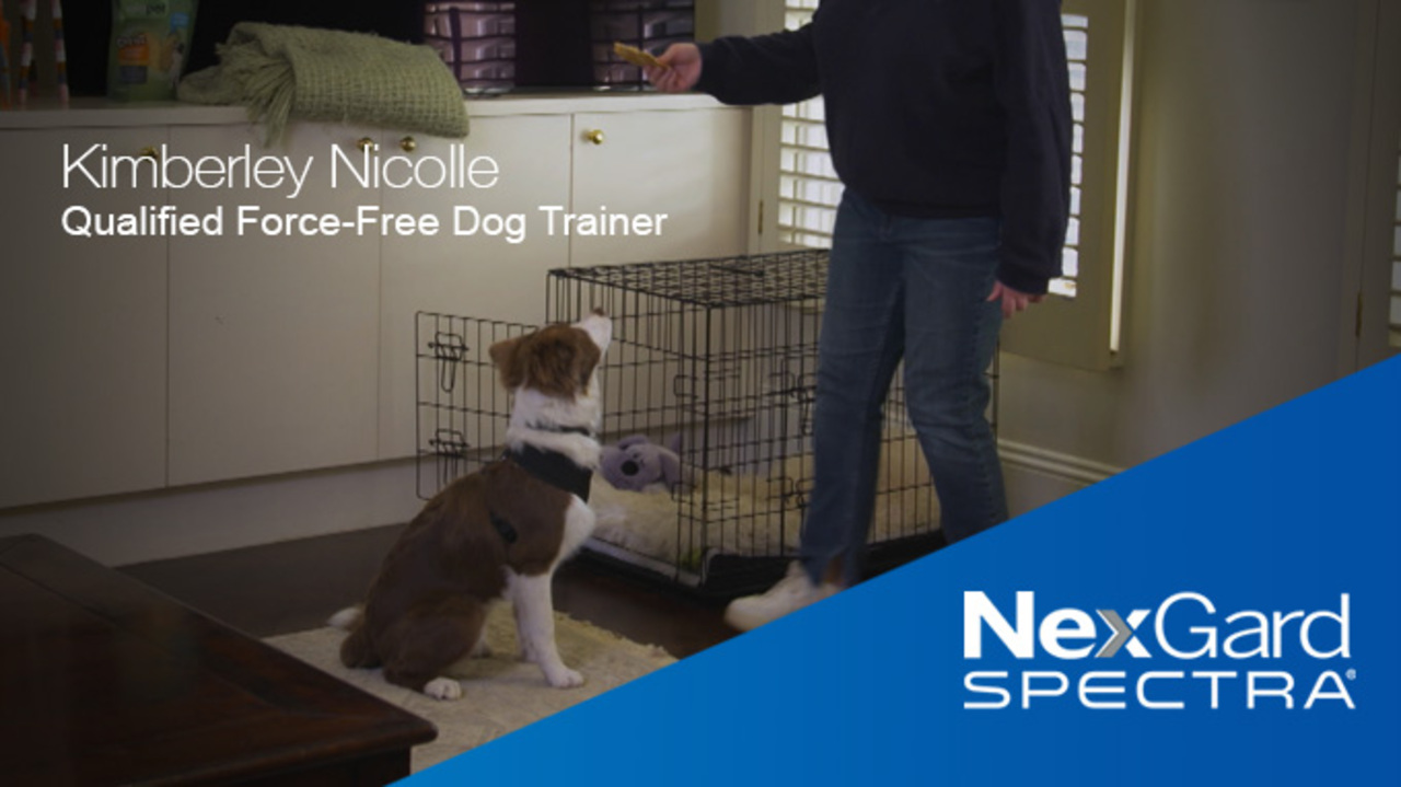 Your First Night with a New Puppy - NexGard®