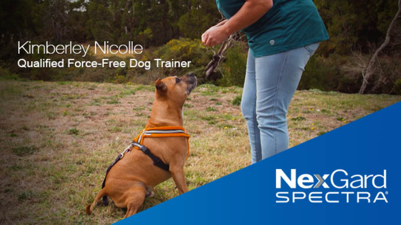 How to train your dog | Dog training tips | NexGard® Range