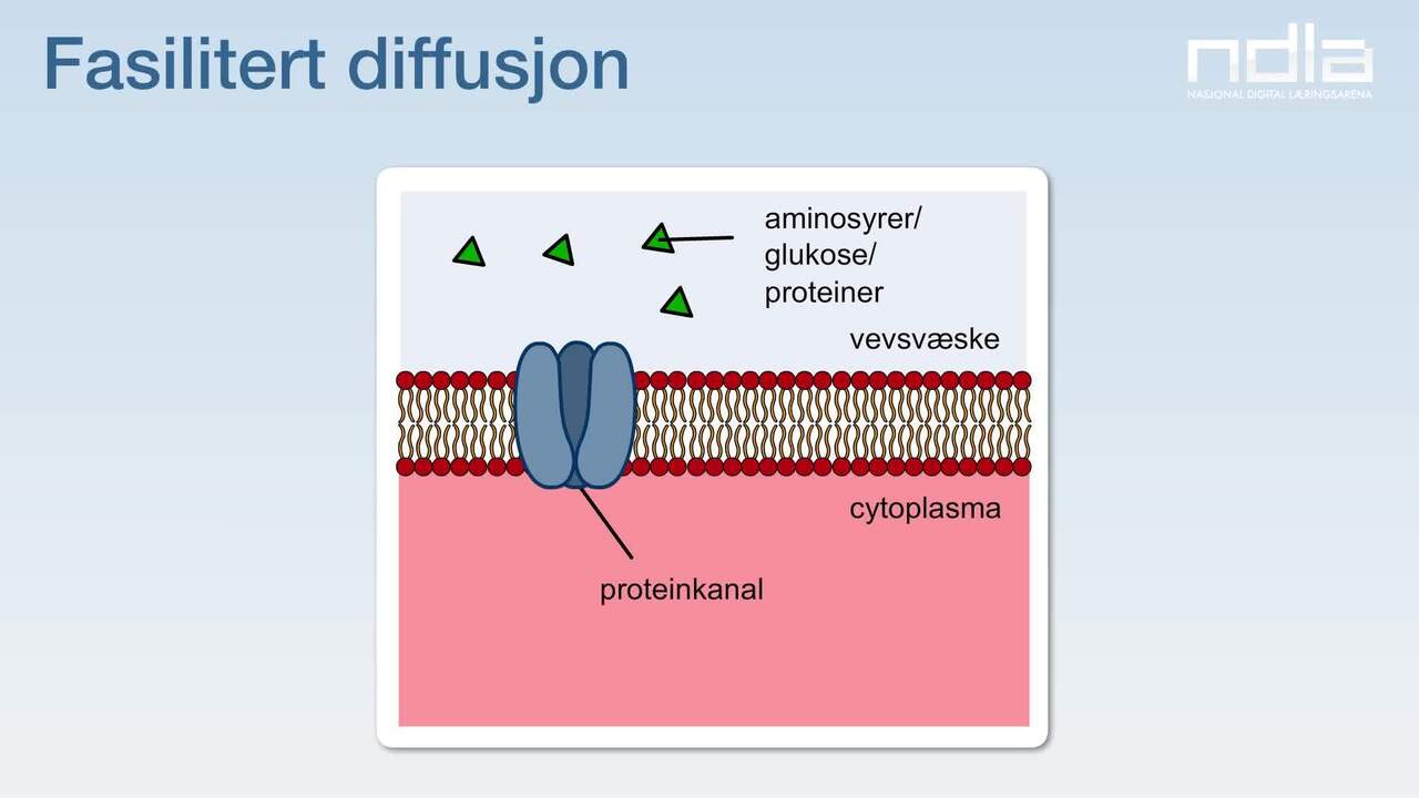 Biologi Passiv Transport Diffusjon Ndla