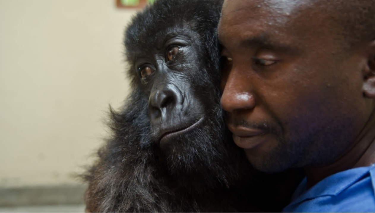 Ndakasi e Andre, l&#39;incredibile amicizia tra la gorilla e il suo papà umano