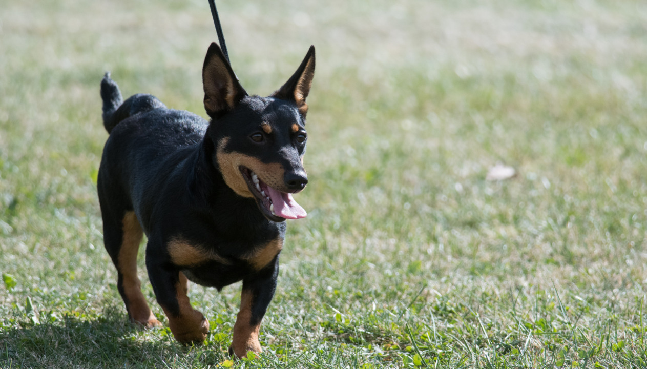 È possibile sapere quali sono i cani che vivono più al lungo, in base al  loro naso