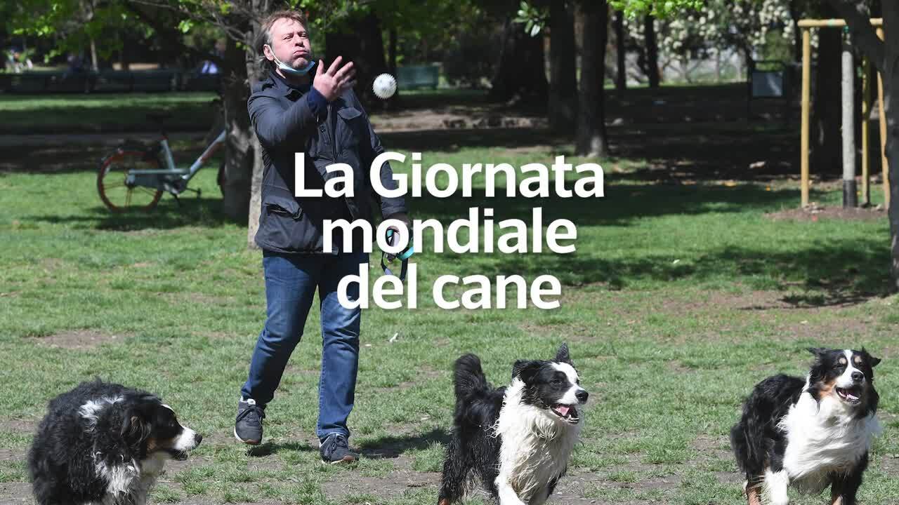 🐶 Ad agosto festeggiate la giornata del cane e non abbandonate