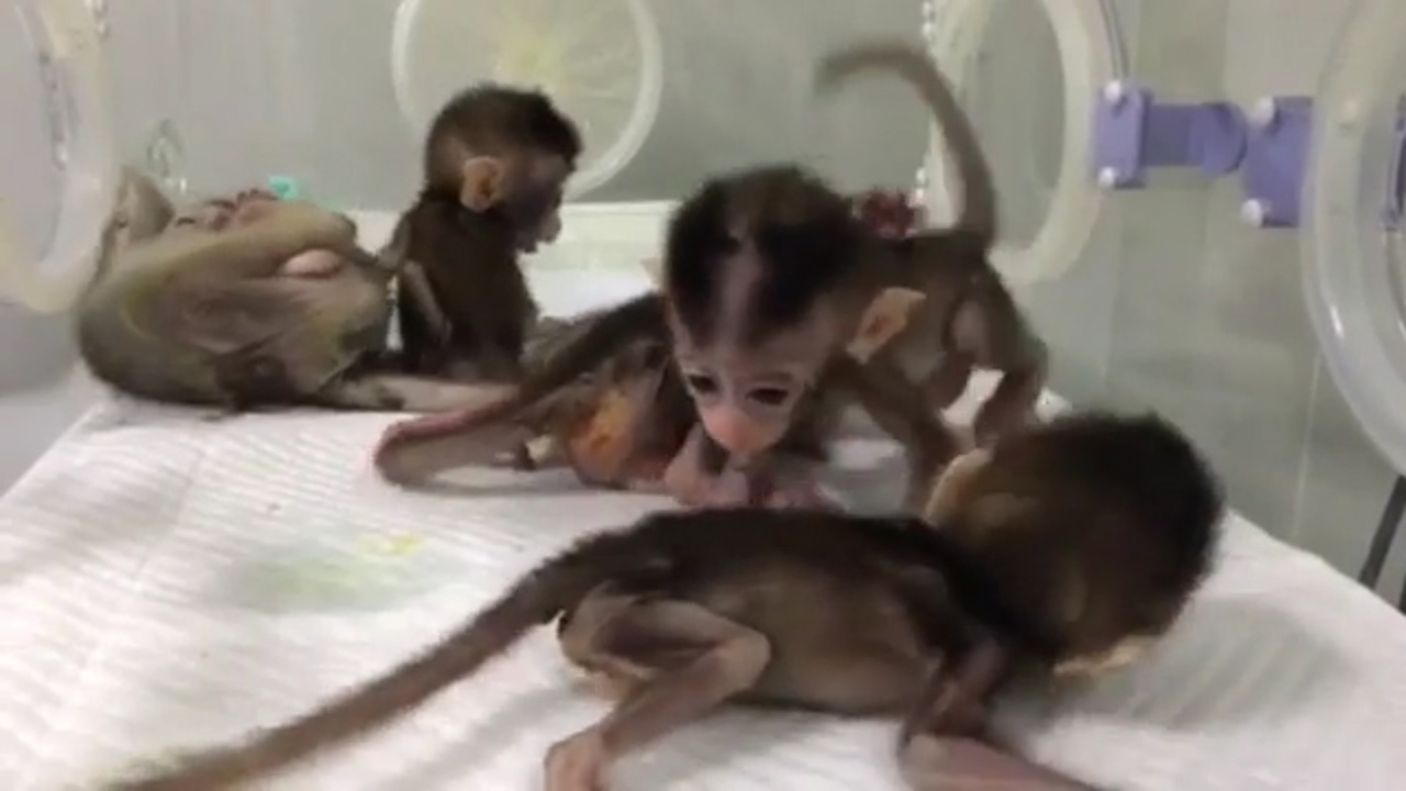 China Is Genetically Engineering Monkeys With Brain Disorders