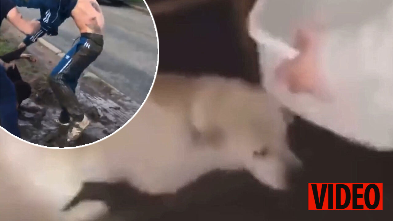Sickening Moment Two Heartless Thugs Throw Hot Water Over Dog