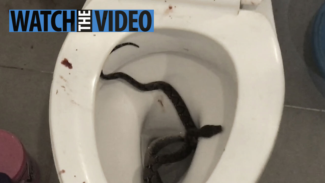 Snake bites man's penis from toilet bowl: A brief history of when rats,  snakes, and other animals attack from below.