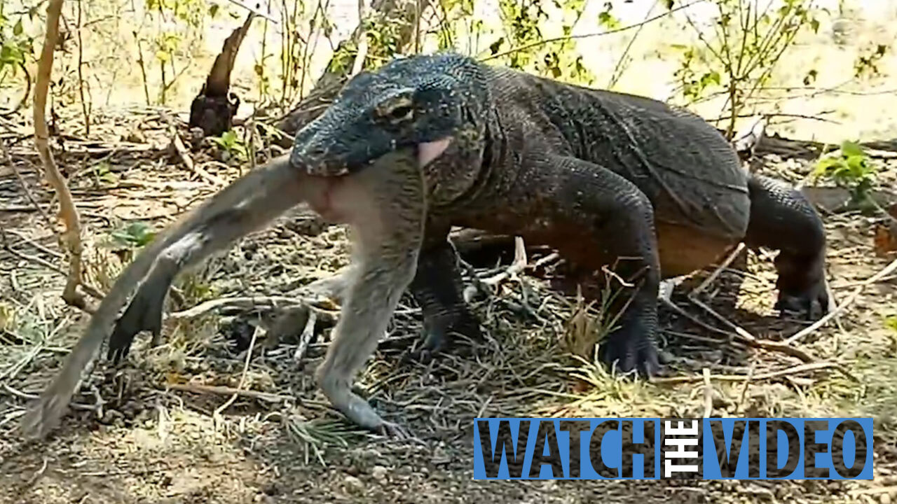 Komodo Dragon Caught Devouring Huge Monkey While It Is Still Alive In Shocking Video