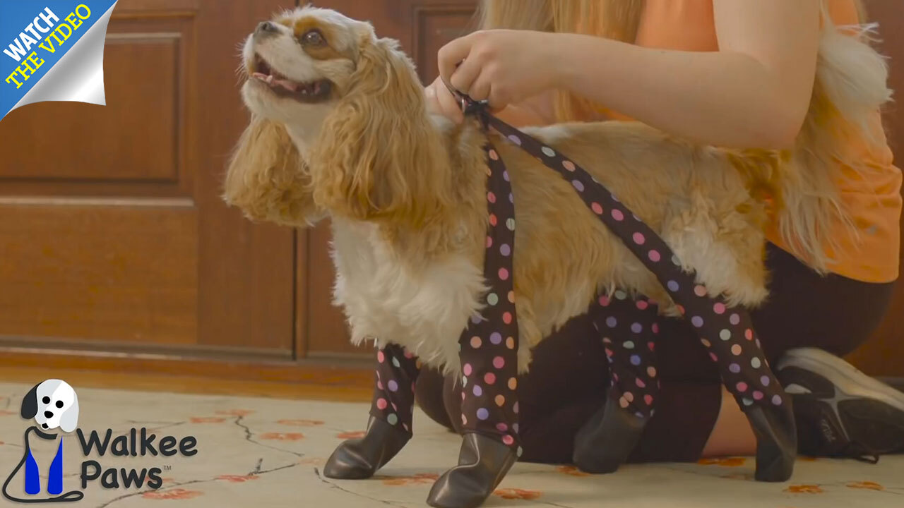 Dog leggings exist to stop your pooch walking their muddy paws