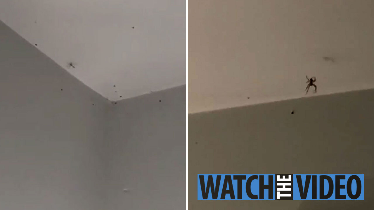 Horrifying Moment Dozens Of Baby Spiders Crawl Around Woman S
