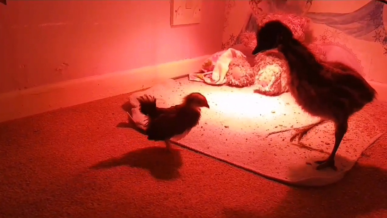 Mum hatched a £25 egg she bought on  and now baby Kevin 'thinks she's  his mum' after she learned 'emu squeak' from