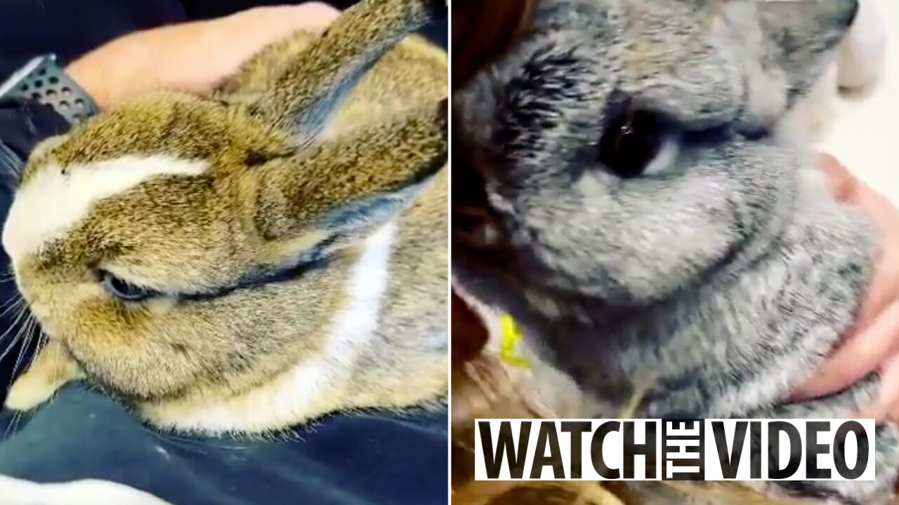 Woman's shock after her two baby rabbits ballooned into 14lb ...