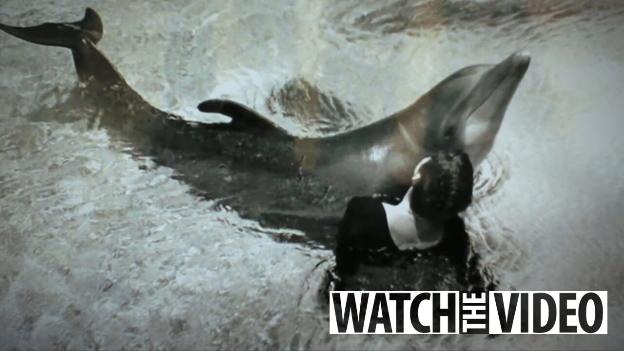 The Hidden Cruelty Behind the Show Flipper