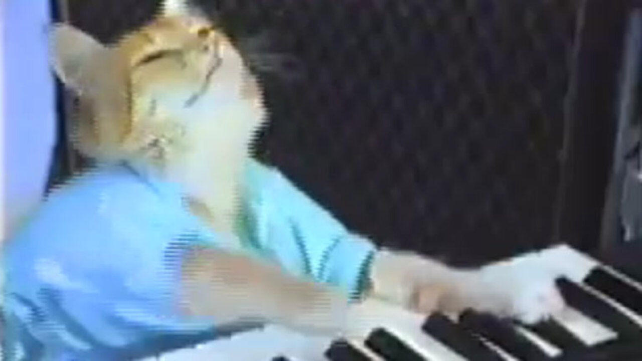 Bento the Keyboard Cat dies as YouTube mourns feline star who shot to fame  with his piano videos | The Sun
