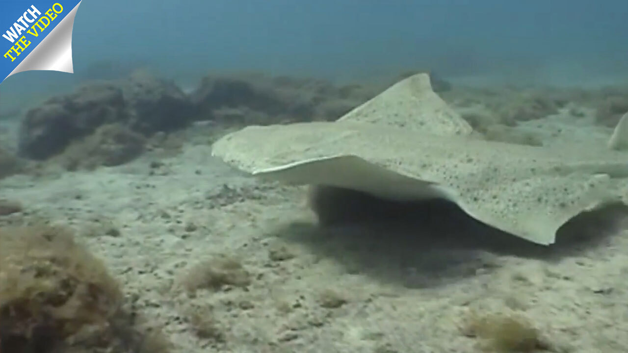 Ancient ultra-rare angel sharks with strange 'flat' bodies found