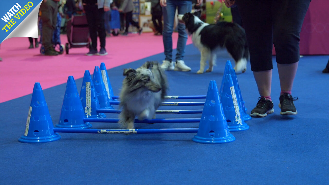 Crufts 2019 Dog Owning Swingers Are Meeting For Sex At World S Biggest Dog Show Pnu - roblox pet simulator agility