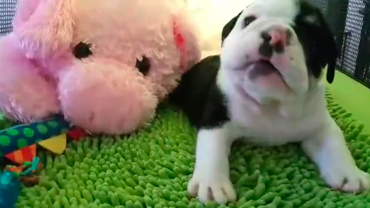 Facebook mourners share their grief that adorable Bonsai, the dog born with  half a body, has died