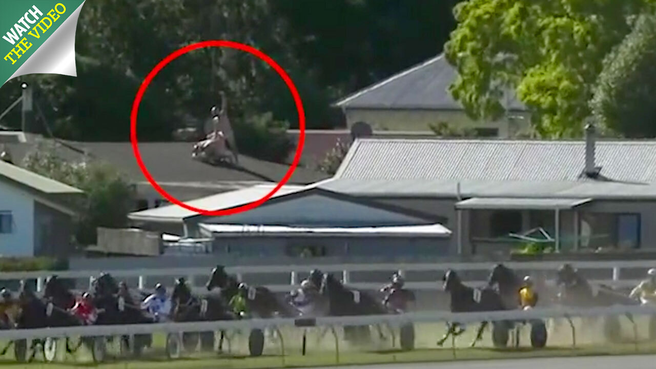 Pranksters caught on live TV stimulating sex act on their roof while a  horse race goes past in New Zealand