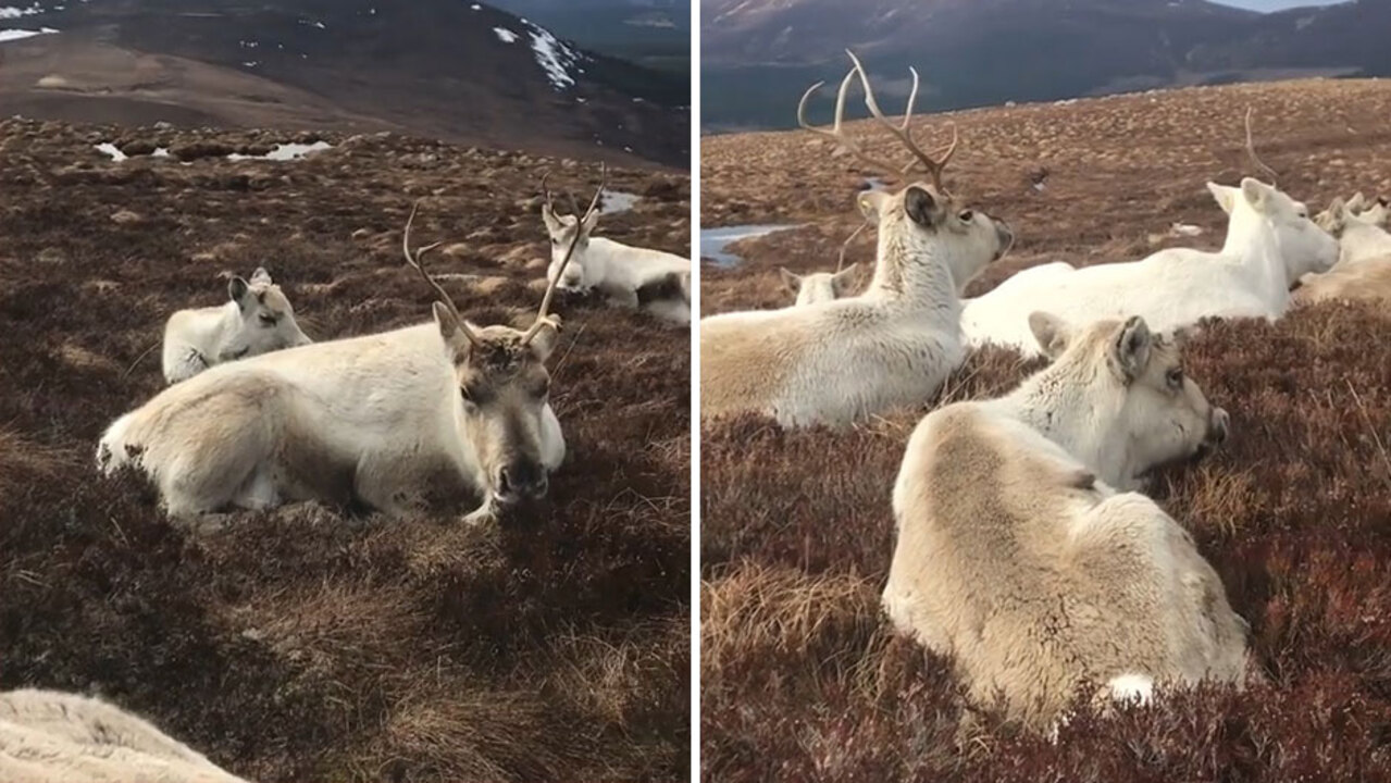 Snow deer! Stunning photographs capture rare white reindeer in Norway - ABC  News