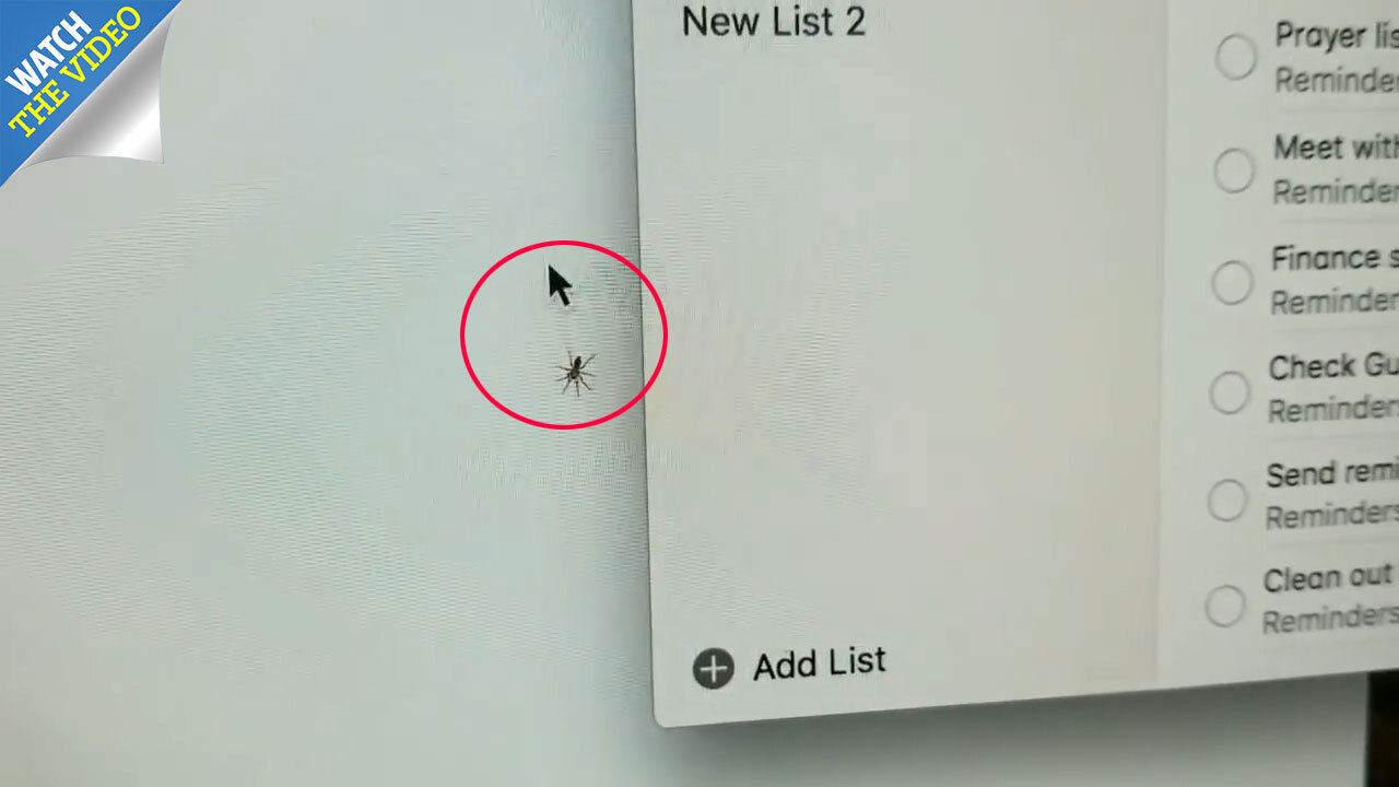 Image result for A real computer bug: Live spider gets stuck inside an iMac screen
