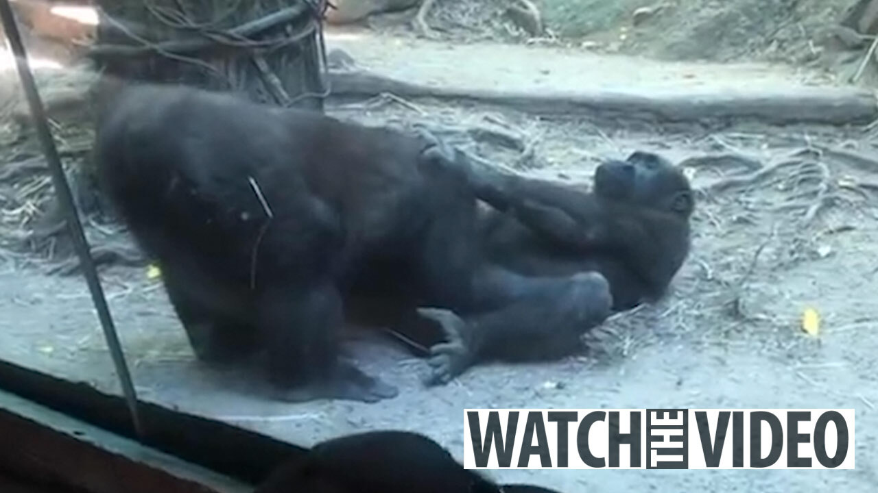 Various Gorillas have been seen breaking poachers traps :  r/interestingasfuck