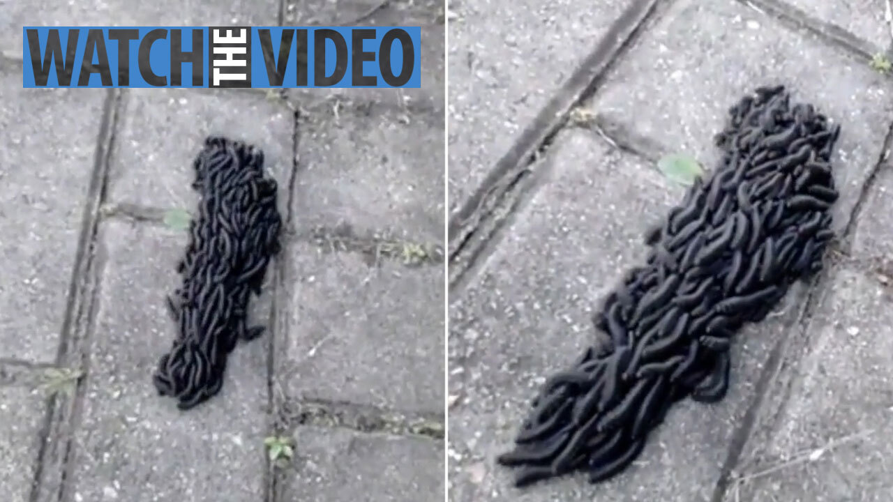Hundreds Of Mystery Worms Form Into One Massive Writhing Monster