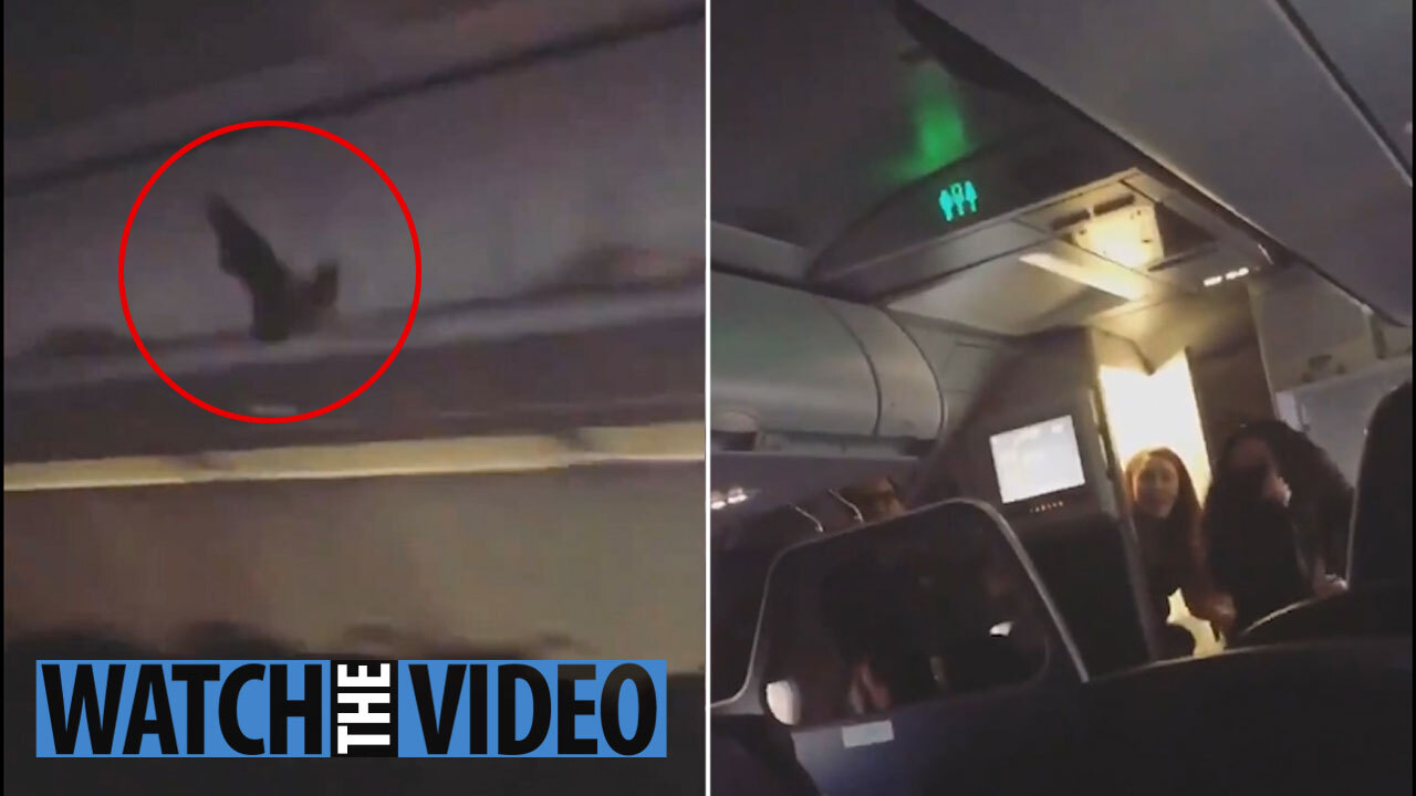 Spirit Airlines Passengers Scream In Terror As A Bat Flies Through