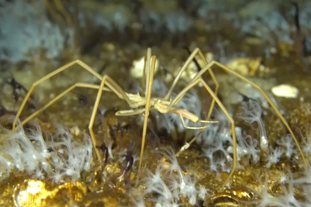 Freakshow Spiders And Their 6-Foot Webs Are Invading American Cities