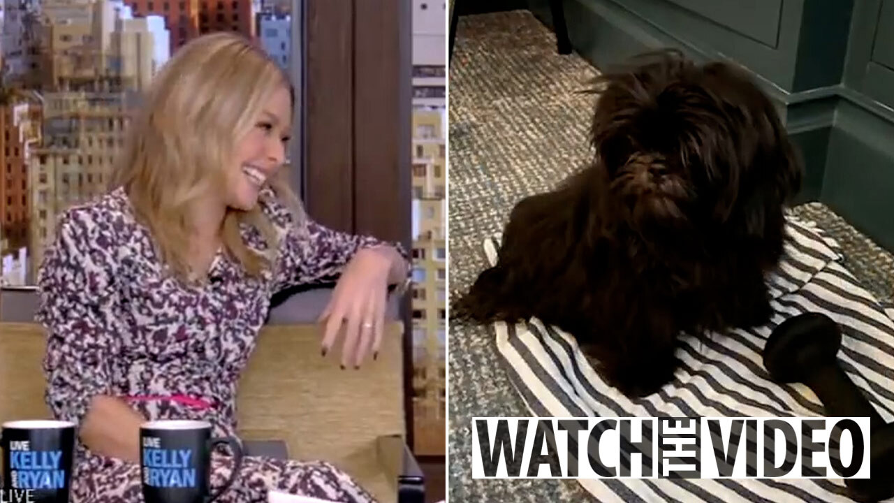 What Type Of Dog Does Kelly Ripa Have