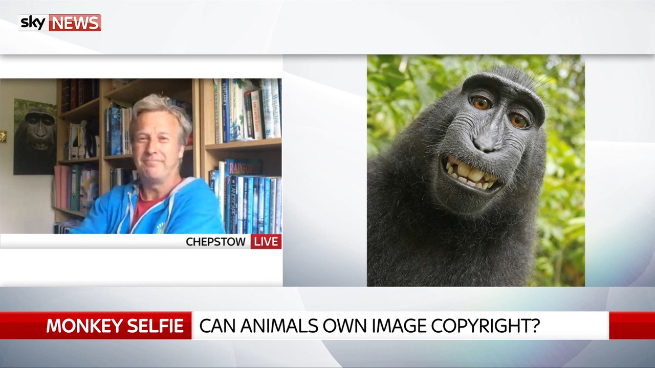 Monkey Selfie  Know Your Meme