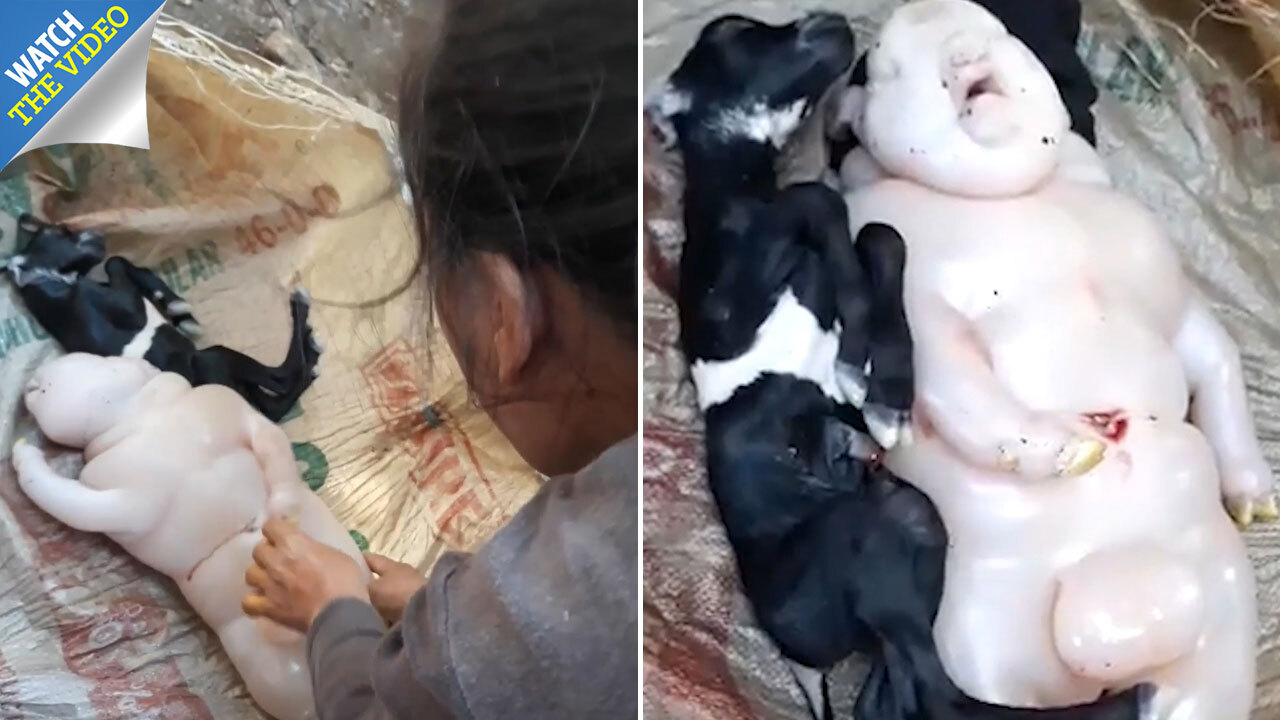 Farmer is shocked after goat gives birth to 'half human, half pig ...