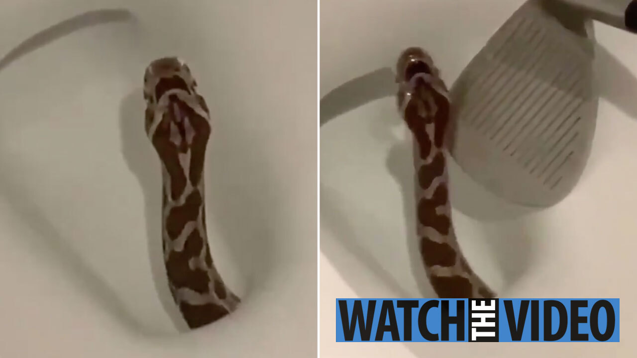 Teen hospitalized after snake bite to penis while on toilet