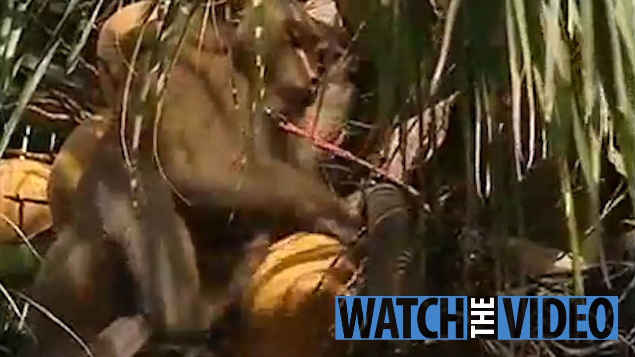 Greedy killer monkeys found eating large rats in Malaysia, leaving  scientists 'stunned