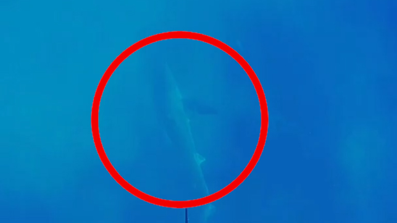 Heart-stopping moment spear fisherman comes face to face with a massive  Great White Shark under the sea…so how did he survive? |