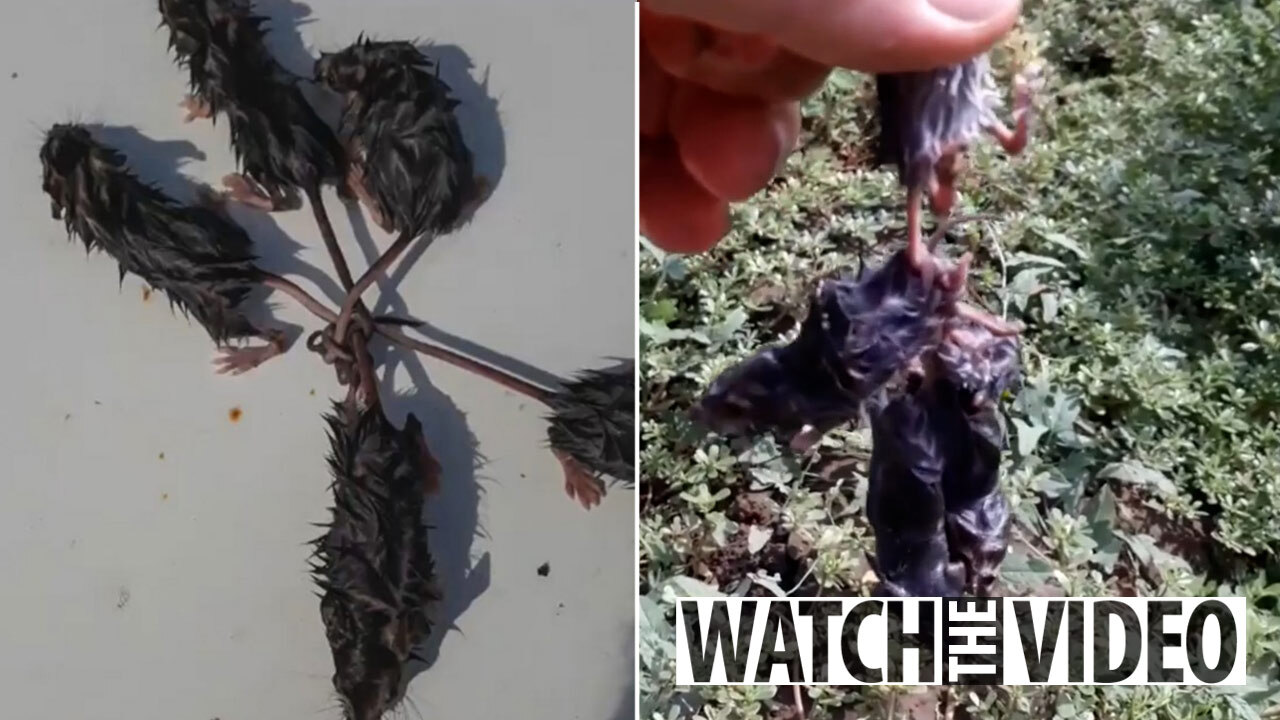 Video: Monstrous 'Rat King' Found in Estonia