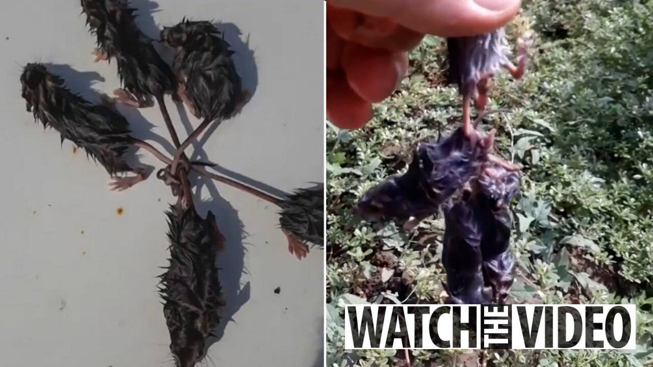 Soggy rodents tangle their tails in one big knot in horrifying 'rat king'  video