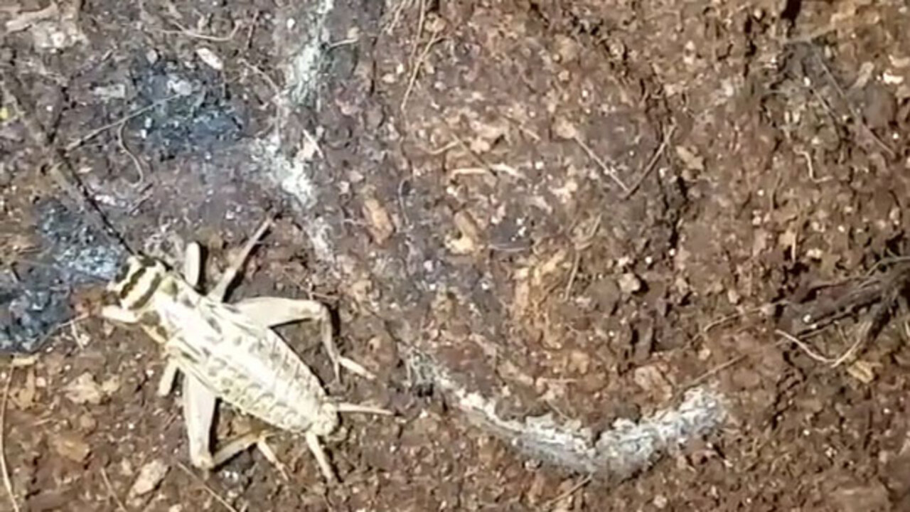 Don T Think You Re Afraid Of Spiders You Will Be After Watching