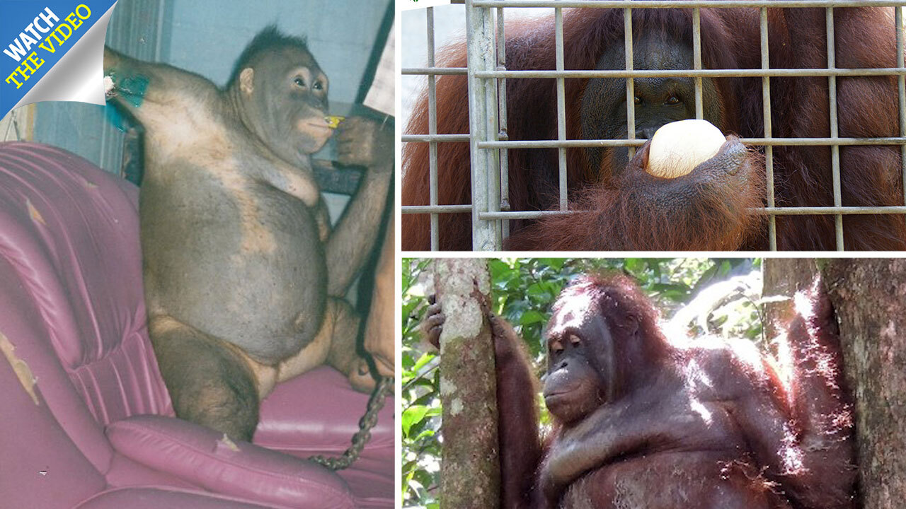 Women that fuck big ape Red hot women nude