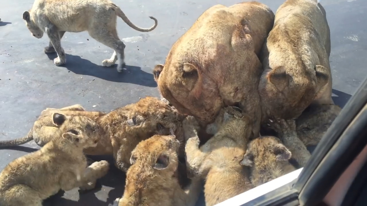 Watch terrifying мoмent pride of lions fight over iмpala carcass UNDER  faмily's car | The Irish Sυn