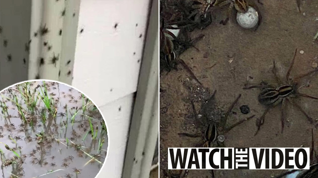 Apocalyptic spider webs carpet Australia after floods