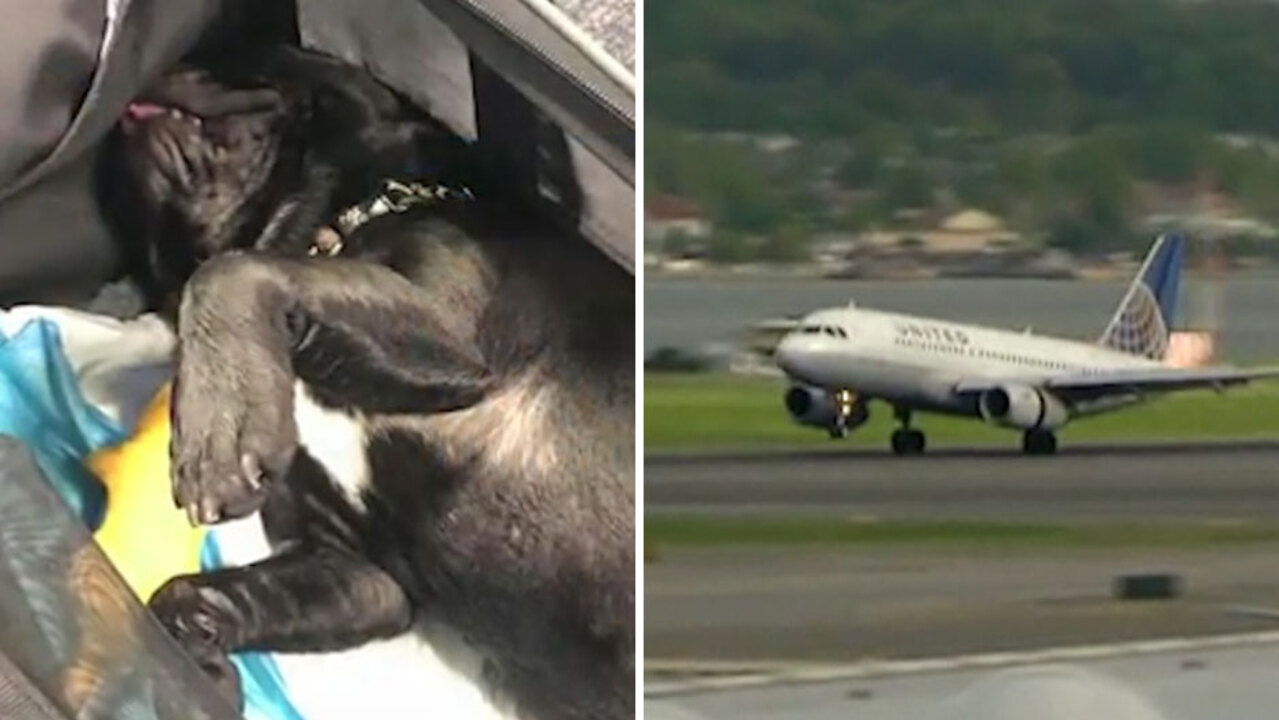 how many dogs have died on united airlines