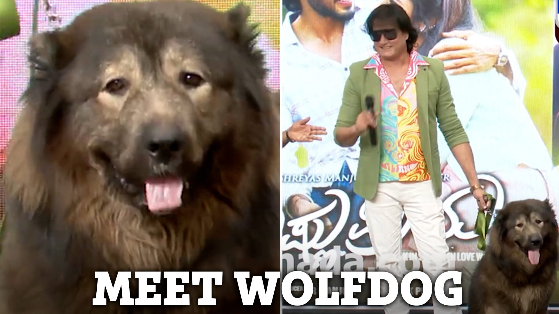 Wolf Dog Most Expensive Dogs To Own Wolf Species Biggest Wolf Dog