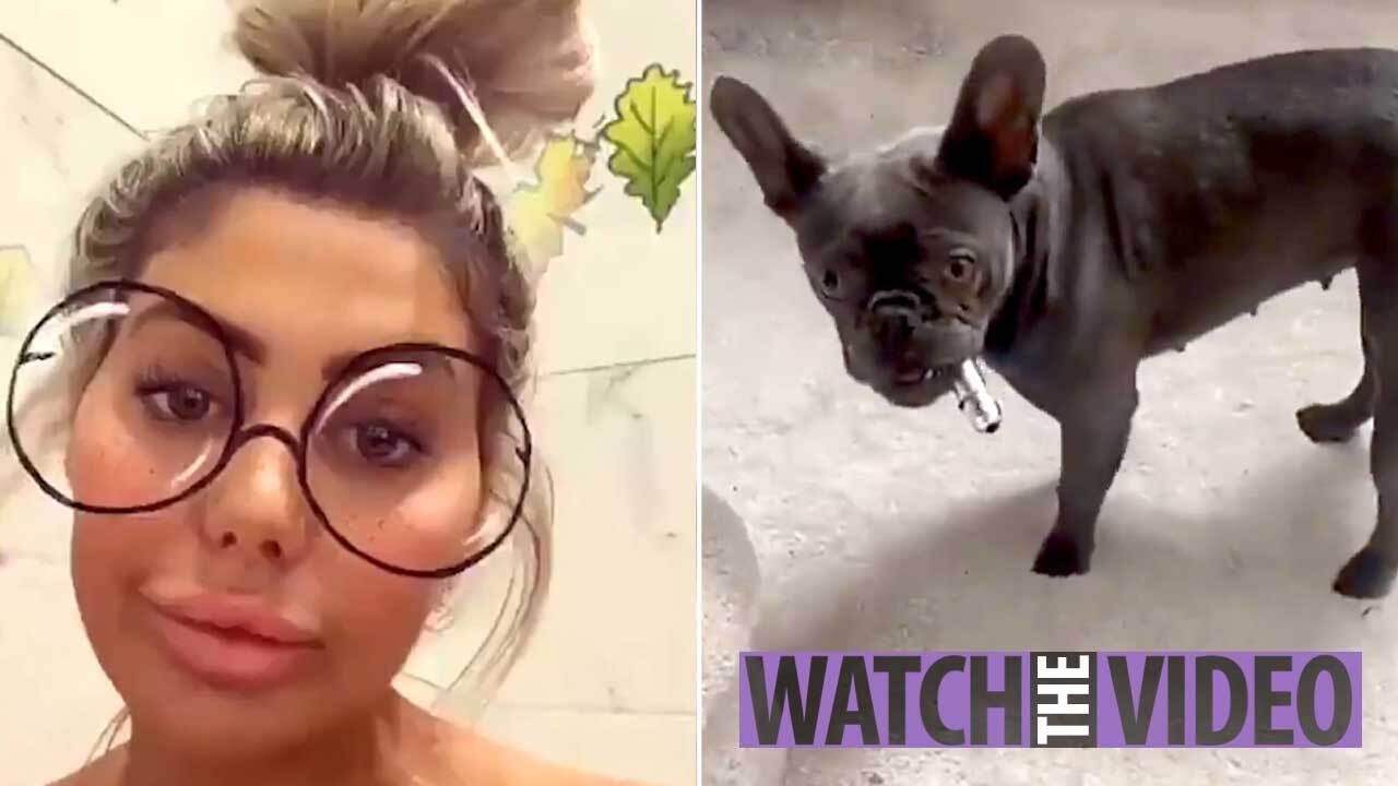 Is It Bad To Give Dogs Too Many Treats