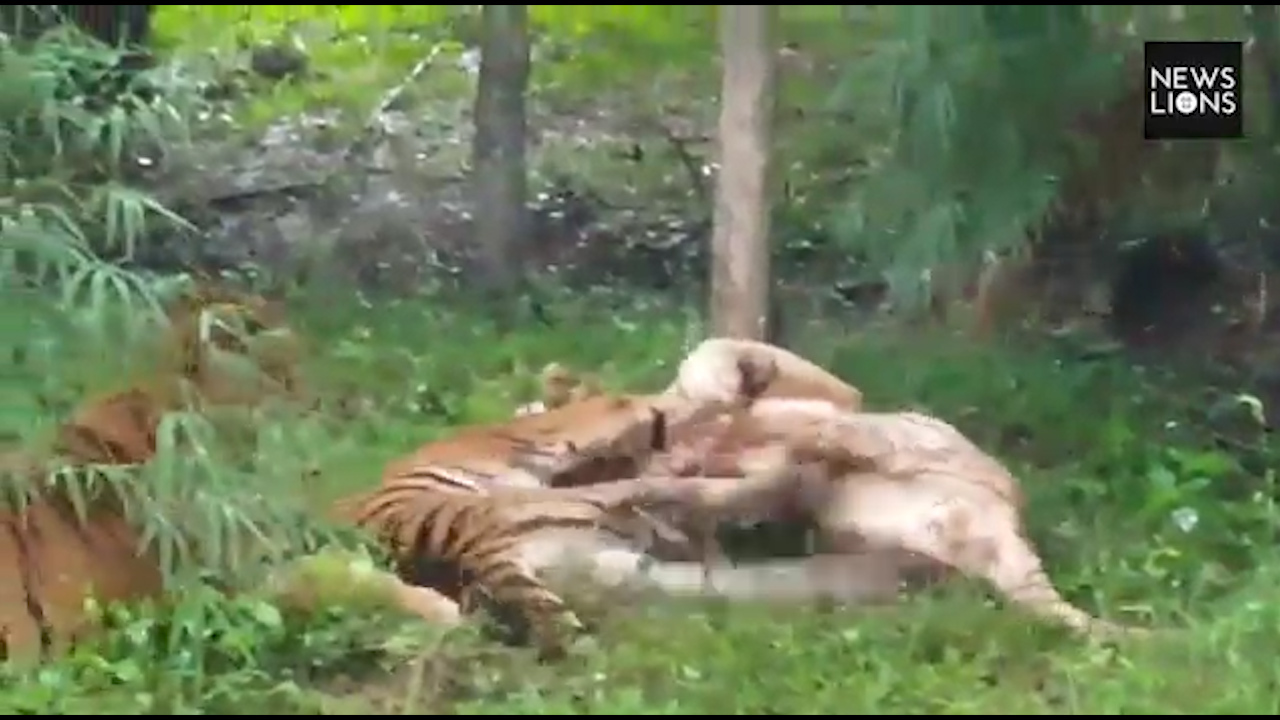 Russian tiger fights for life after frostbite